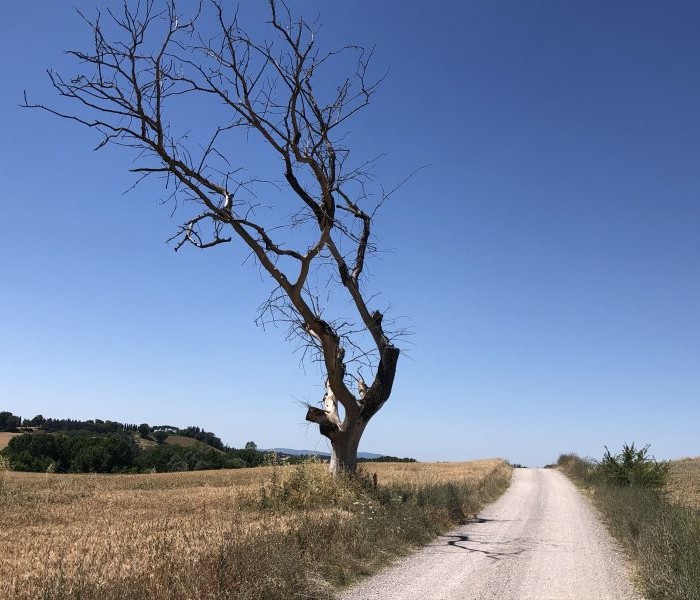 Via Francigena in bici tra fede, storia, natura e bellezza