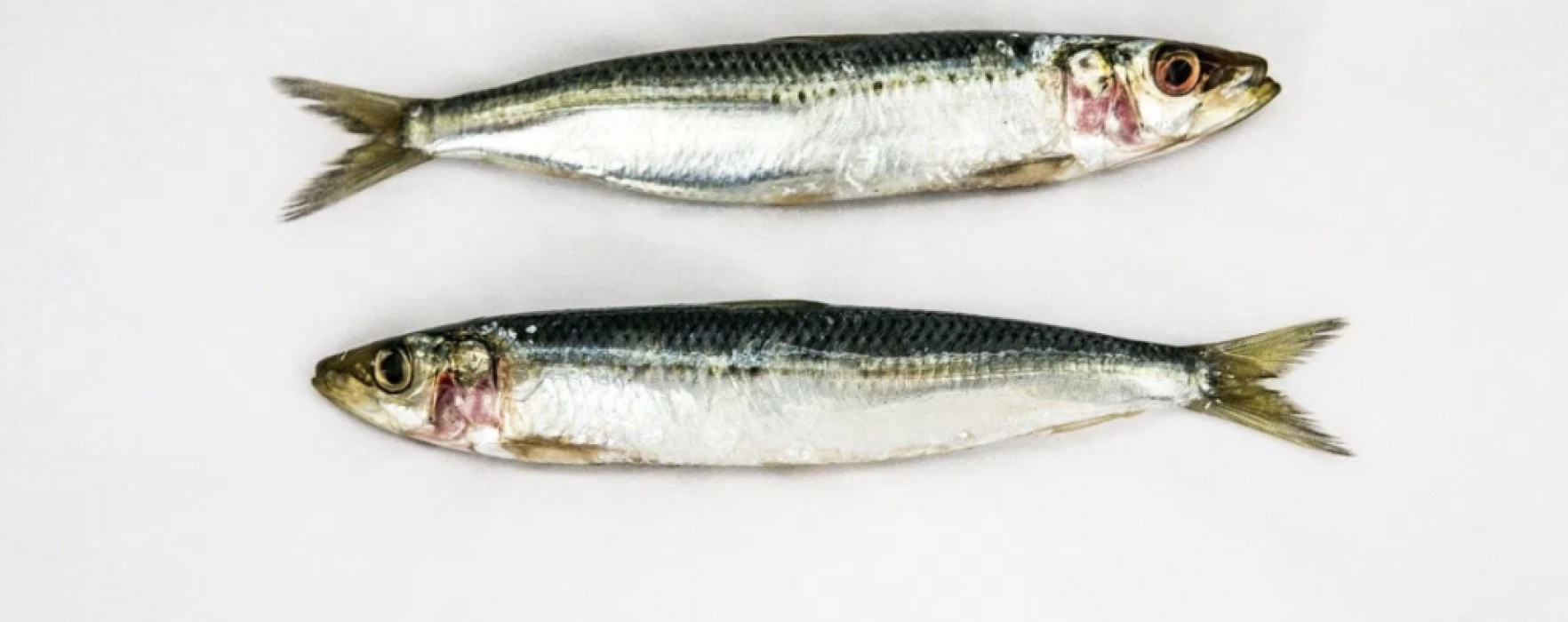 Sardine